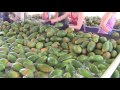 Papaya Packing Shed