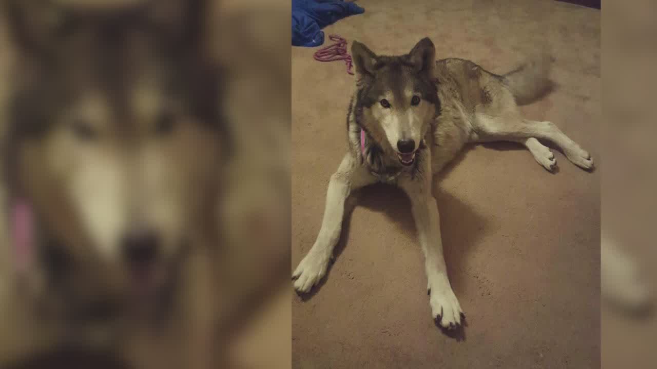 Canton police on the hunt for wolf thief
