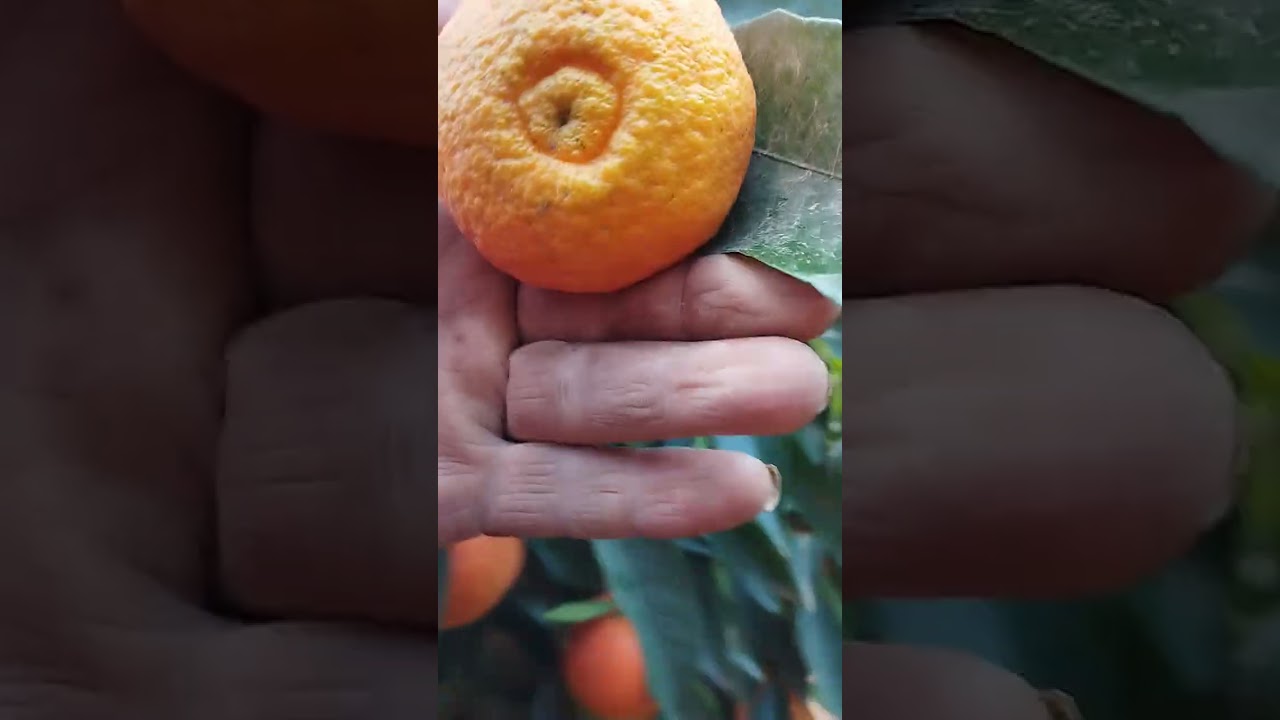 بسم الله الرحمن الرحيم الحمد لله على الخيرات من منطقة اولاد تايمة 