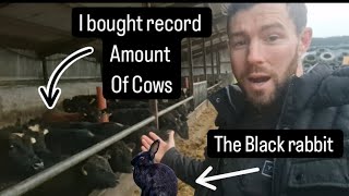 Record amount of cows, The black rabbit causing trouble.#farm #farming #cows #rabbits #tractors