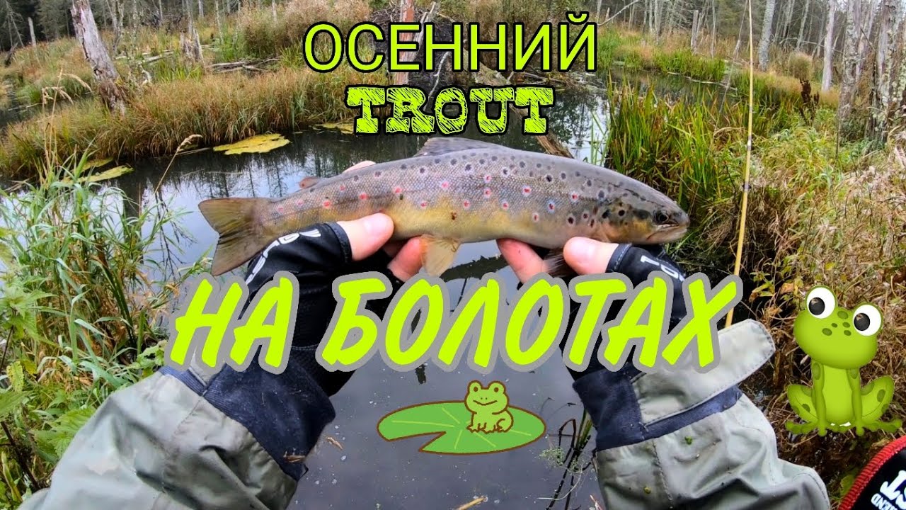 Форель на болотах. Осень 2025.
