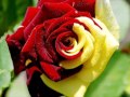 Вероникины розы