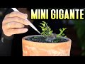 Mini Bonsai con futuro GIGANTE