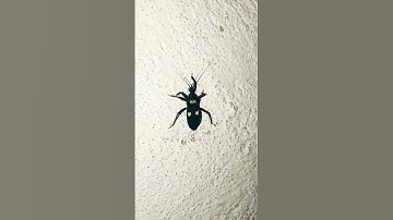 white spotted on black bug#bug#dailyshorts#youtubeshorts#shortvideo