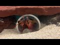 Mantis Shrimp Shatters Hermit Crab