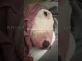 Bull terrier dress up 🤷🏻♀️💕😋#dogs #dogmom #funnydogs