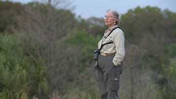 Tree swallows put on a show before heading north for summer