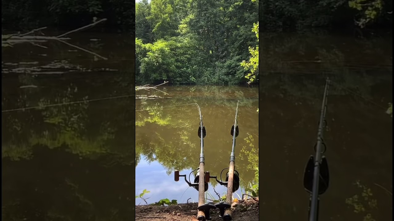 Screaming carp run 🚨🎣