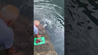 Feeding a Wild Manta Ray