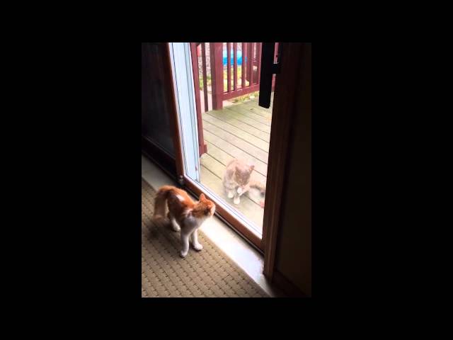 Cat Wants Attention But Other Cat Ignores Him