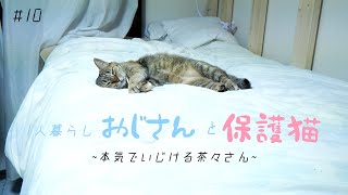 【1人暮らし】しつこい彼女を無視し続けると本気でいじけました｜まさかの脱走｜共同生活61日目｜保護猫６才｜#10