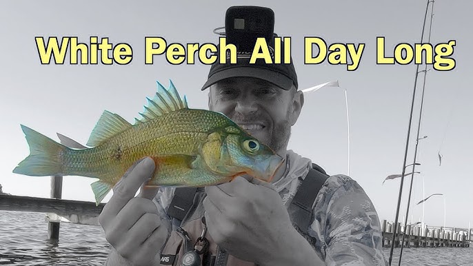 The ONLY 5 White Perch Baits That Matter! 