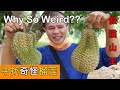 霹雳篇 - 寻找奇奇怪怪的野山榴莲时遇到假猫山王 | Perak Wild Durians