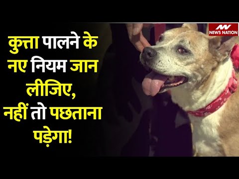 वीडियो: क्या कुत्तों को सार्वजनिक तौर पर अग्रणी होना चाहिए?