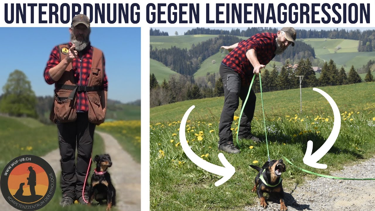 Leinenaggression, das Übel bei Hundebegegnungen | Hundeschule U.B.