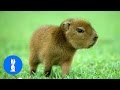 Baby Capybara Playing - CUTEST Compilation