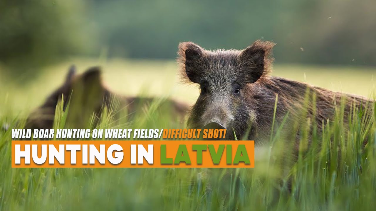 WILD BOAR HUNTING IN LATVIA YouTube WILD BOAR HUNTING IN LATVIA YouTube