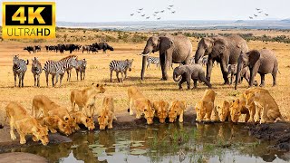 4K African Animals: Chobe National Park  Amazing African Wildlife Footage with Real Sounds