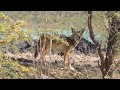 Un Coyote mexicano.