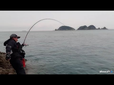 뺀찌 입조 / 여차갯바위 / 거제 돌돔 / 낚시 / 해수어키우기