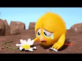 Chicky y la última flor | ¿Dónde está Chicky? | Pollito pio | Colección dibujos animados para Niños