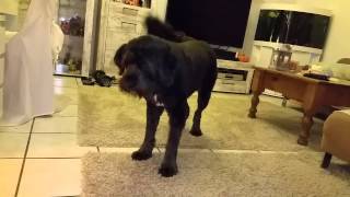 Szandy And The Marmot -