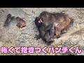 番外編 大きな声にビックリ！怖くて抱きつくパンチくん【番外編】【市川市動植物園】ニホンザル