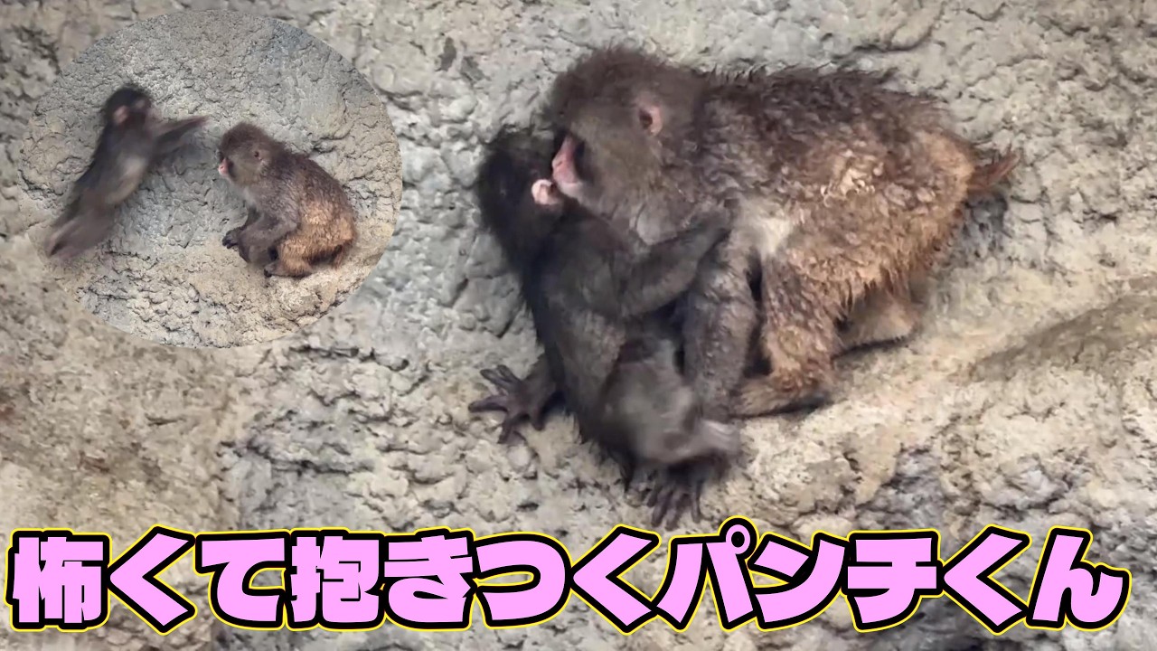 番外編 大きな声にビックリ！怖くて抱きつくパンチくん【番外編】【市川市動植物園】ニホンザル