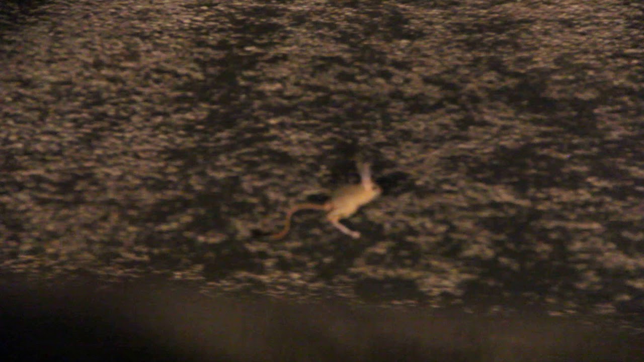 Araptavşanı Allactaga williamsi  William Jerboa tutku gece gözlem spotlight night observation macera