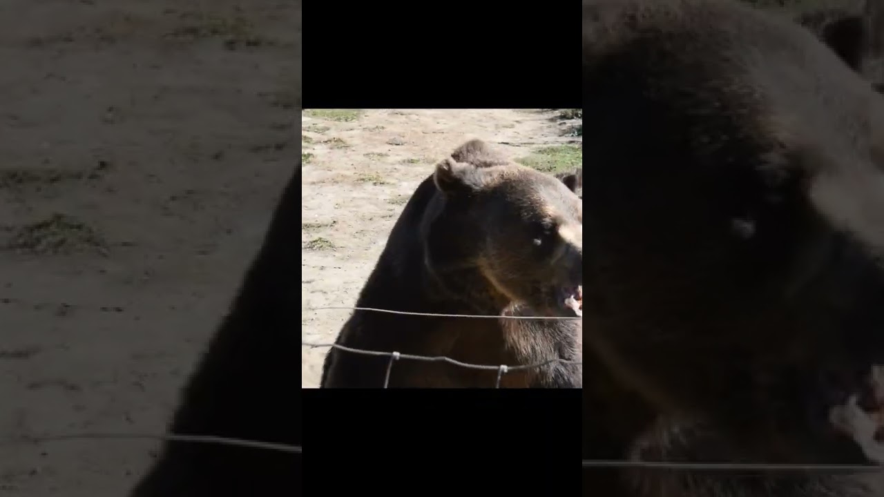 Should The Electric Fence Be Off.... 🐻🐻 