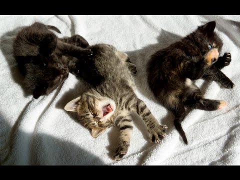Kitten Academy Live Stream