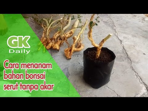 Cara Menanam Serut Tanpa Akar Biar Cepat Tumbuh Youtube