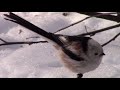 Длиннохвостые синицы (ополовник) зимой || long-tailed tits