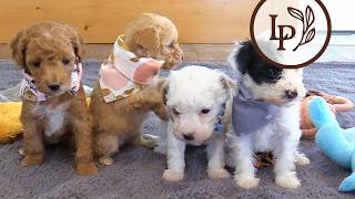 Meet Pearl's F1bb Mini Sheepadoodle Puppies! - The "Artisan Pizza" Litter