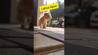 Lhasa Apso Dog breed. #beautifuldogbreed.