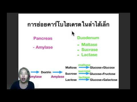 Ep.27 การย่อยอาหารของคนที่ลำไส้เล็ก (digestion in small intestine)