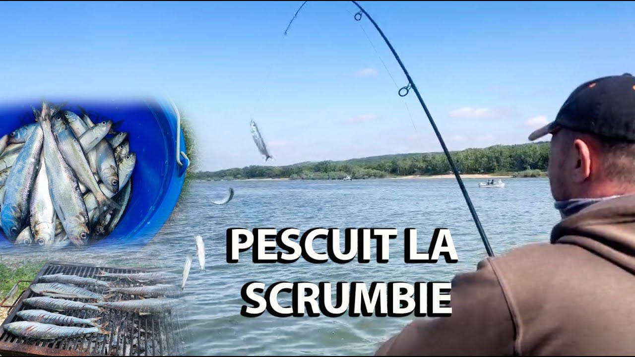 FESTIVALUL SCRUMBIEI