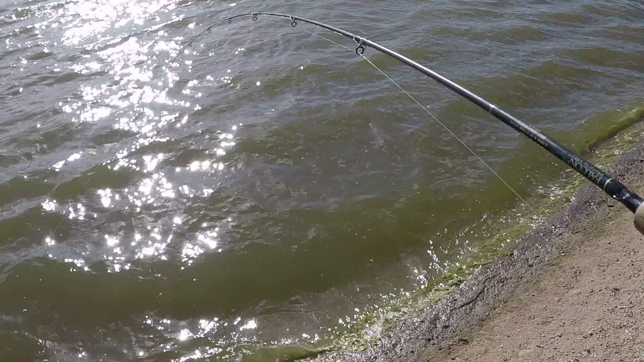 Bass Fishing lakeside tucson AZ YouTube