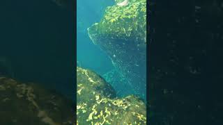 Diving Into The Wekiwa Springs State Park