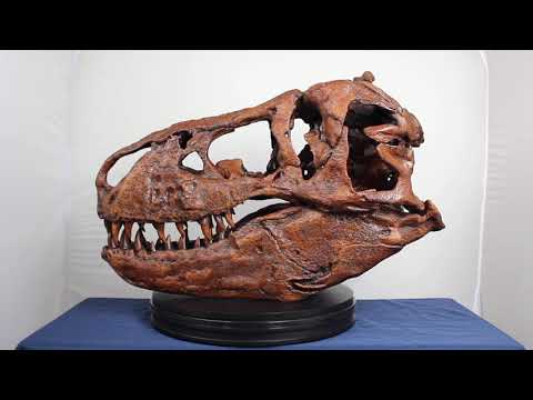 Video: Smithsonian Tocmai A Adăugat Un Adevărat Schelet De Tirannosaur Rex La Muzeul De Istorie Naturală