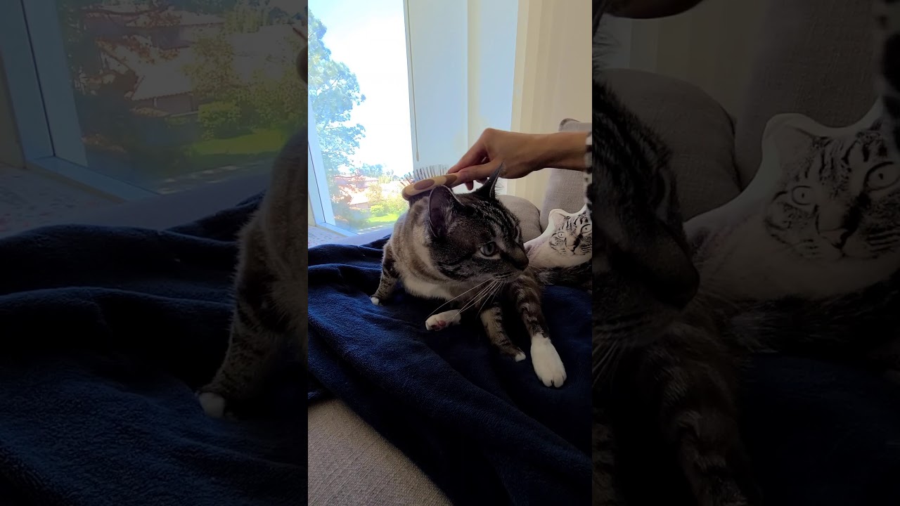 Binge Watching Dexter on Netflix With Cat 🐈