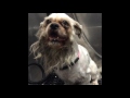 Grooming A Scared, Aggressive Matted Dog - YouTube