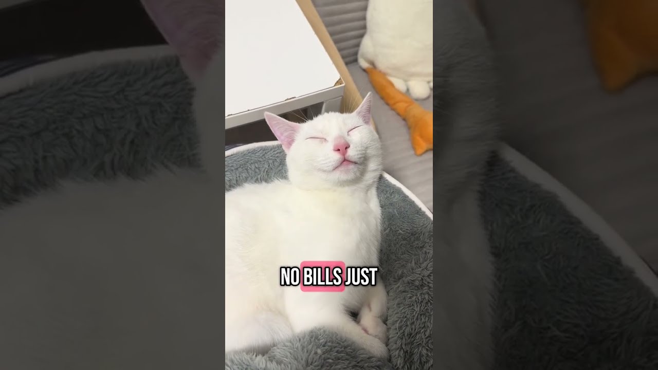  Food Poop Total Chill Sleep Combo