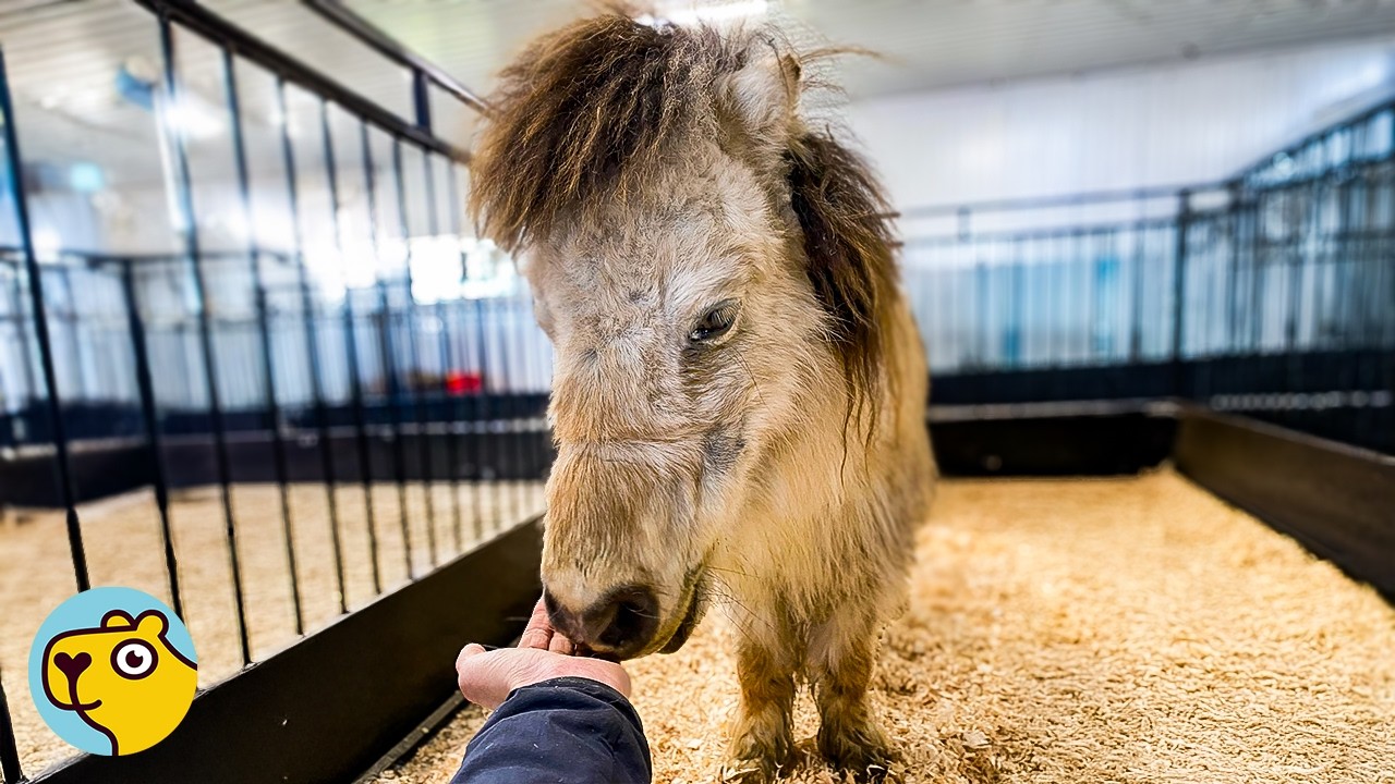 Woman Saves Neglected Horse and Discovers She’s Not Alone