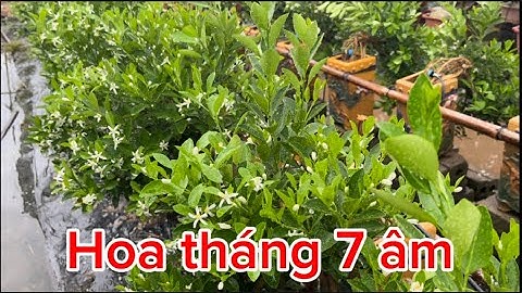 Hoa tháng 7 âm lịch chăm sóc quất cảnh 