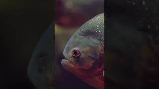 РЫБА 🐟 Хищники. #рыбы#Хищники #рыбалка