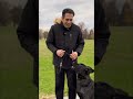 Dog Training: Command &amp; Control with Food Rewards #shorts