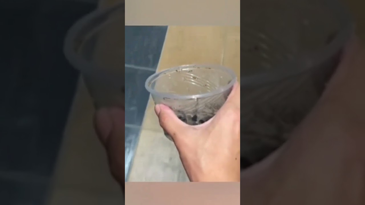 perfectly cut scream - 2 