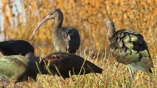 Glossy Ibis