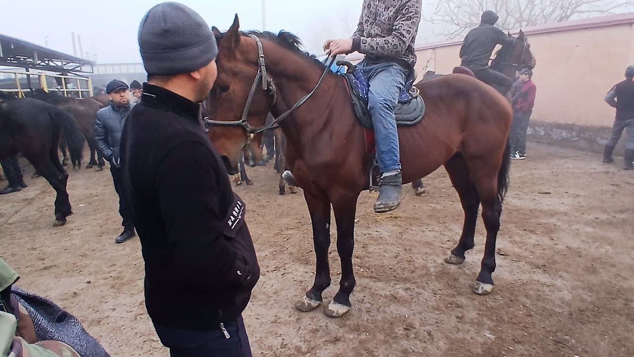 Uloqqa solib ene pul sanasin Qozog'iston Kirgiszizton Otlari